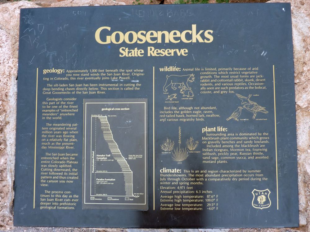 gooseneck (7).JPG